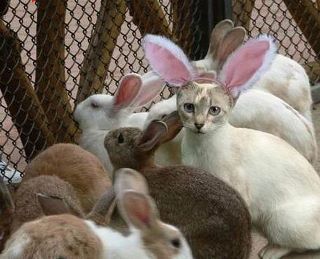 Агент под прикритие